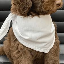 Dog Bandana
